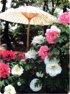 Чтобы продлить цветение, пионы притеняют зонтами