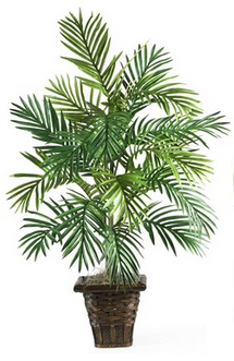 Пальма Арека (Areca Palm)