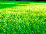Чтобы газон был всегда красивым и зеленым