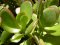 Толстянка, крассула (Crassula)